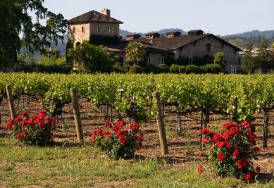 CA_Vineyard