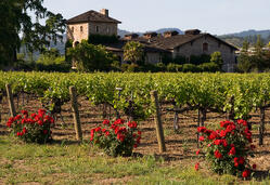 CA_Vineyard CA_Vineyard