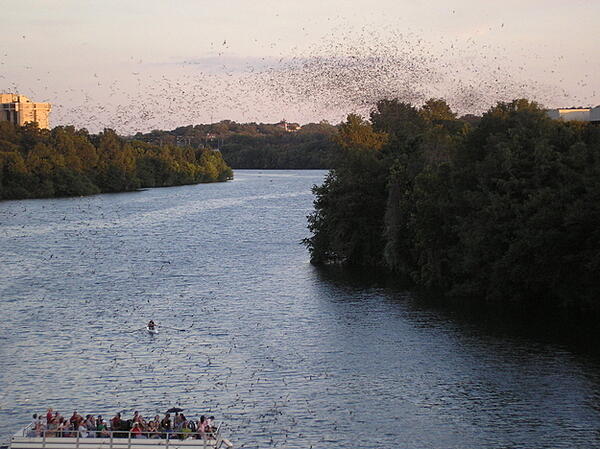 congress-bridge-bats-austin